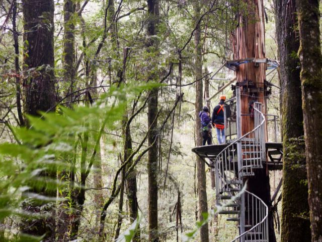 Beech Forrest – Otway Fly Treetop Adventures