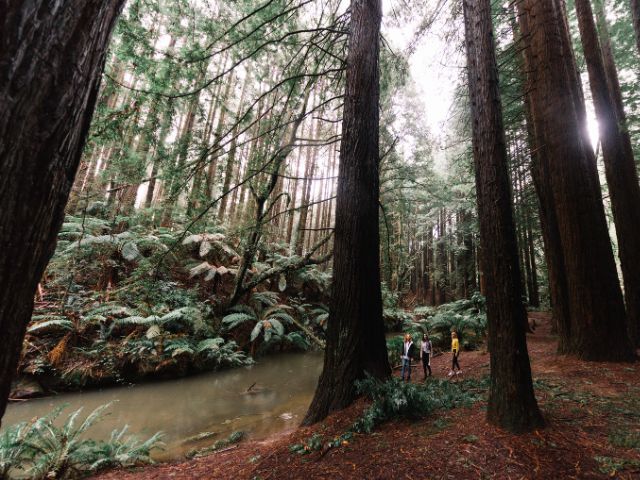 Beech Forest – The Redwoods